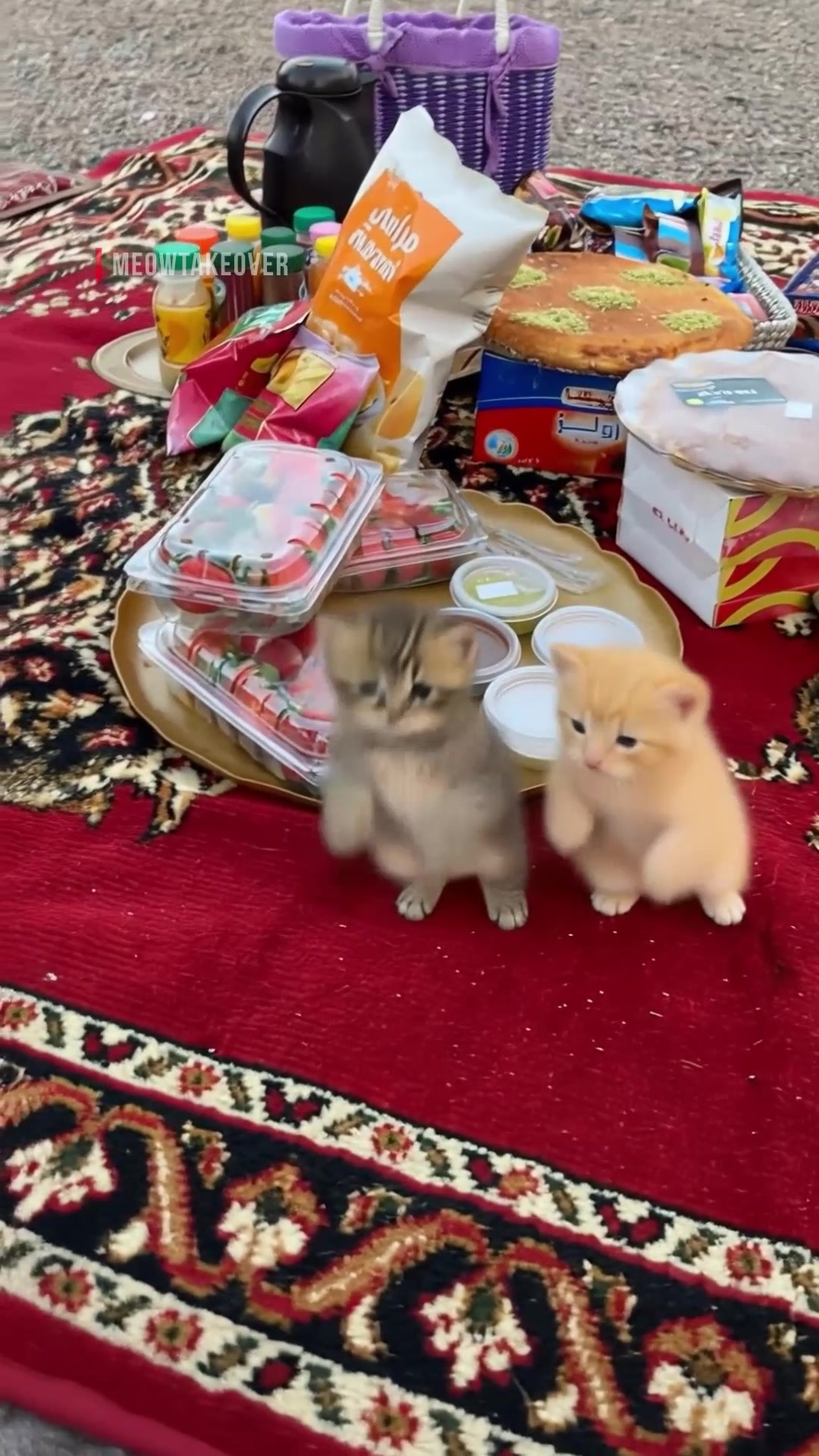 @meowtakeover