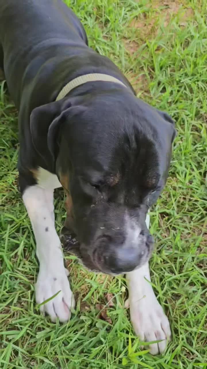 @Southern Shade Boerboels