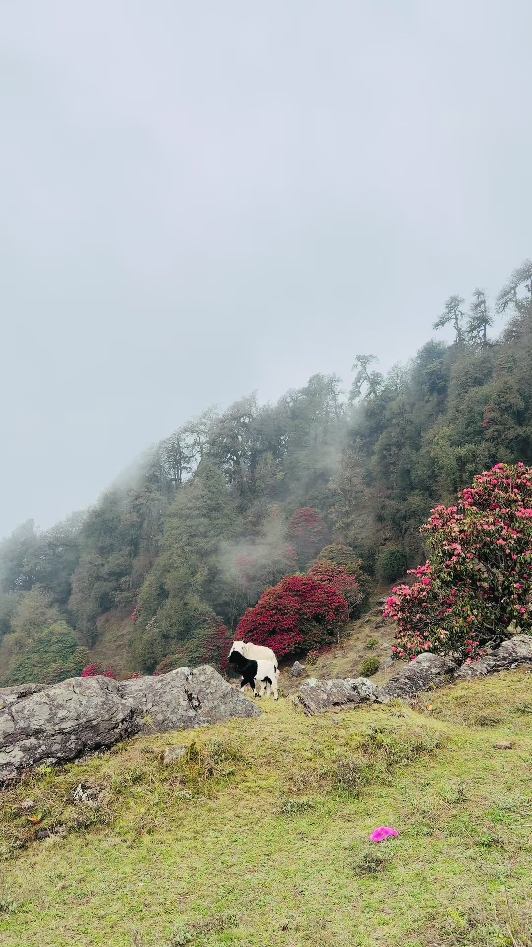 @Kaji gurung