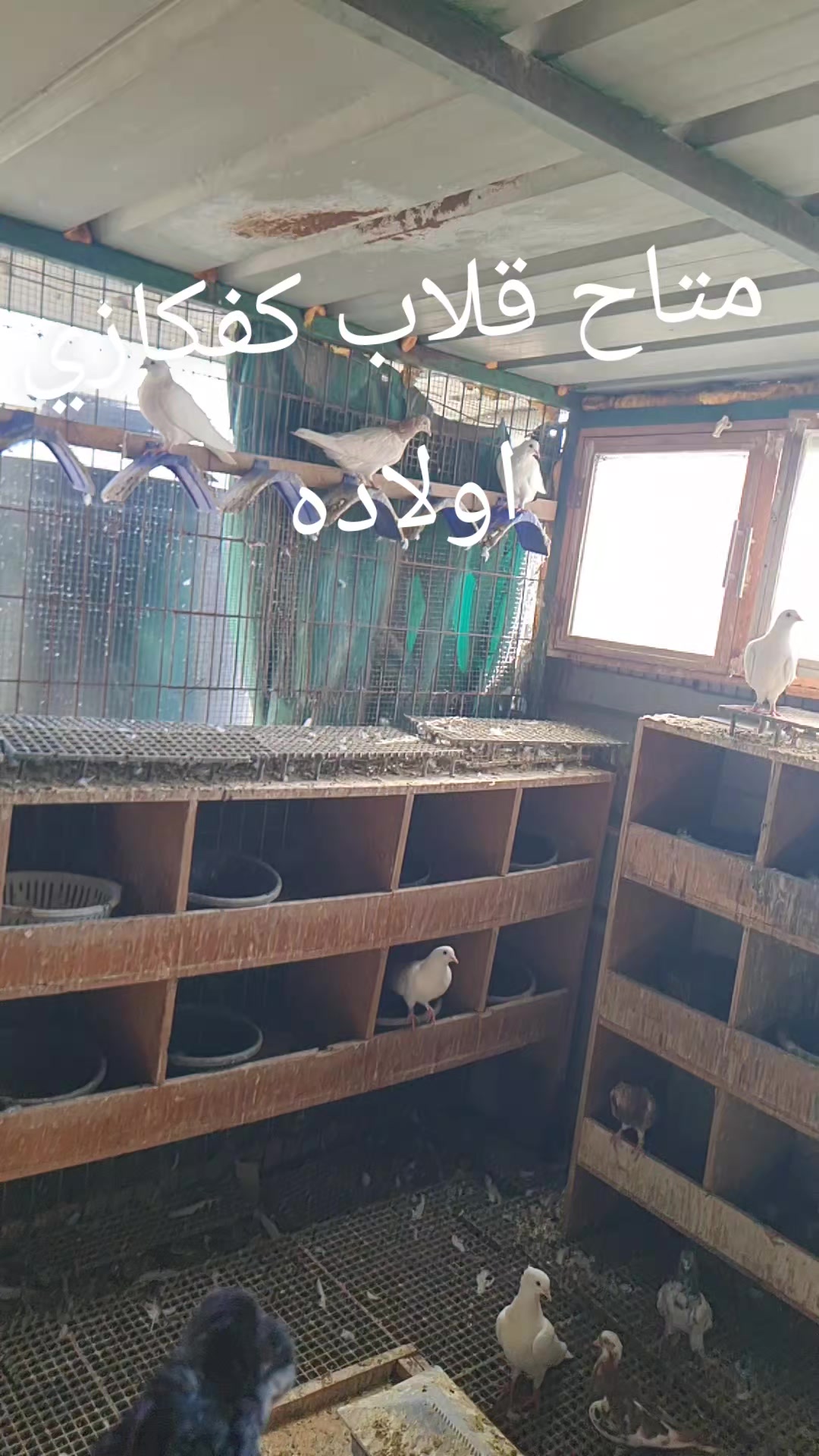 @Pigeons Tv