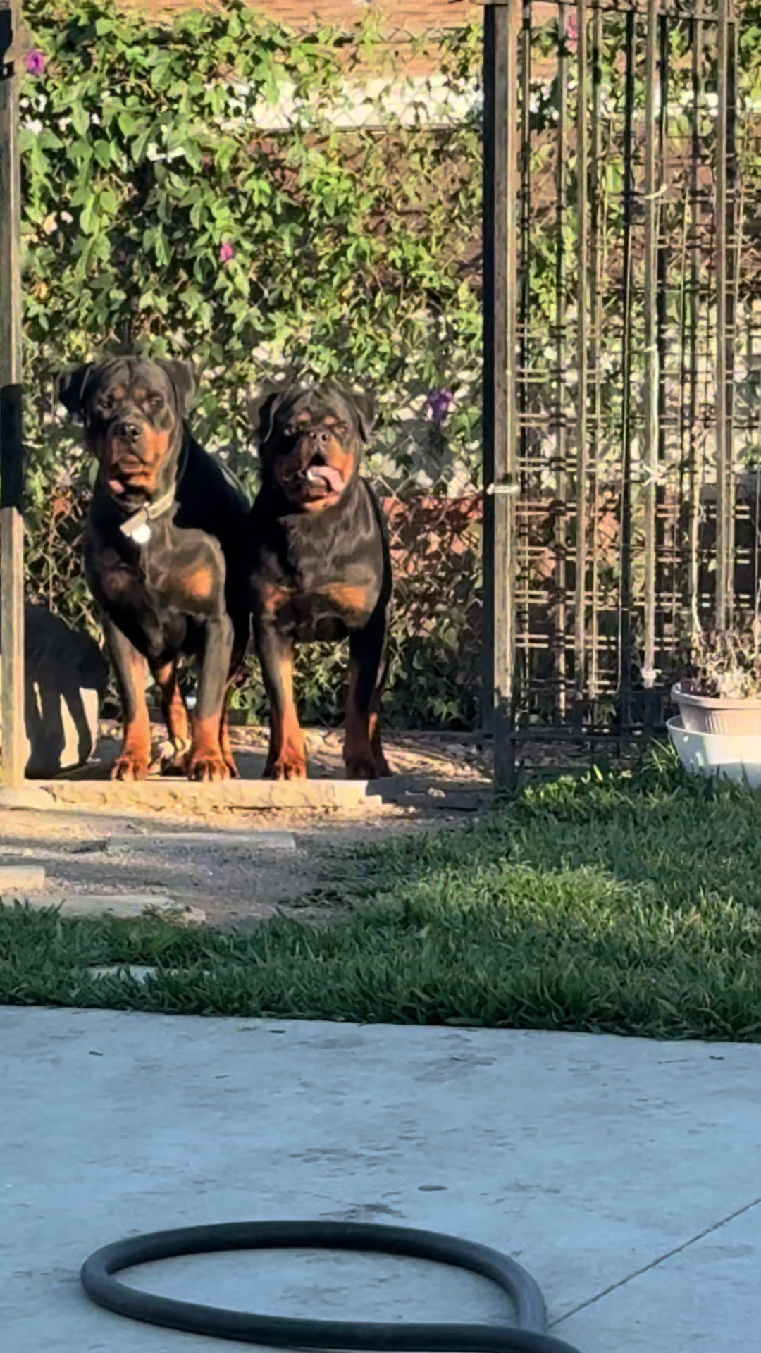 @King Rottweilers Kennel