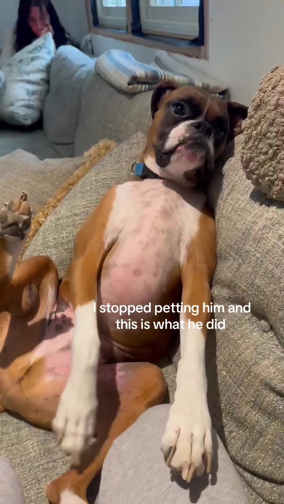 @Funny dog&rsquo;s