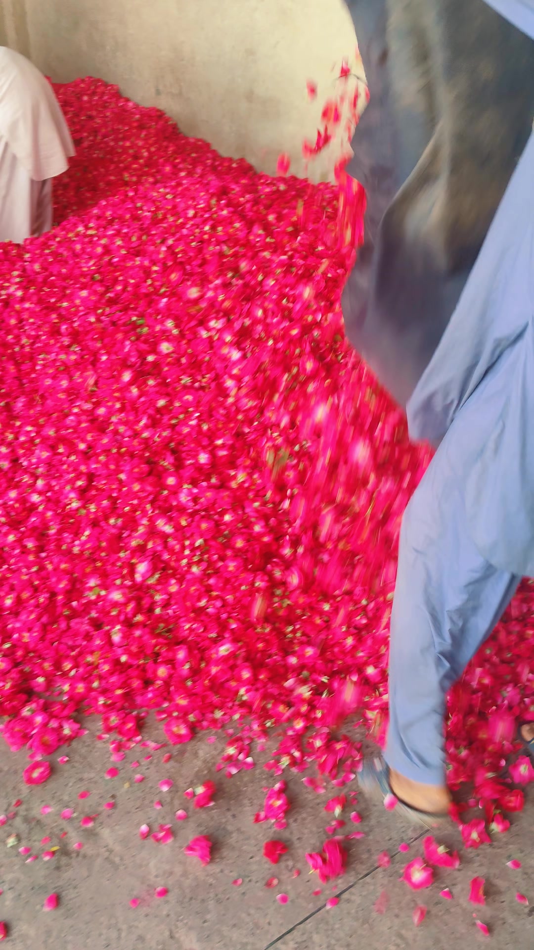 @🌷𝐒𝐇𝐀𝐍 𝐅𝐋𝐎𝐖𝐄𝐑𝐒🌷