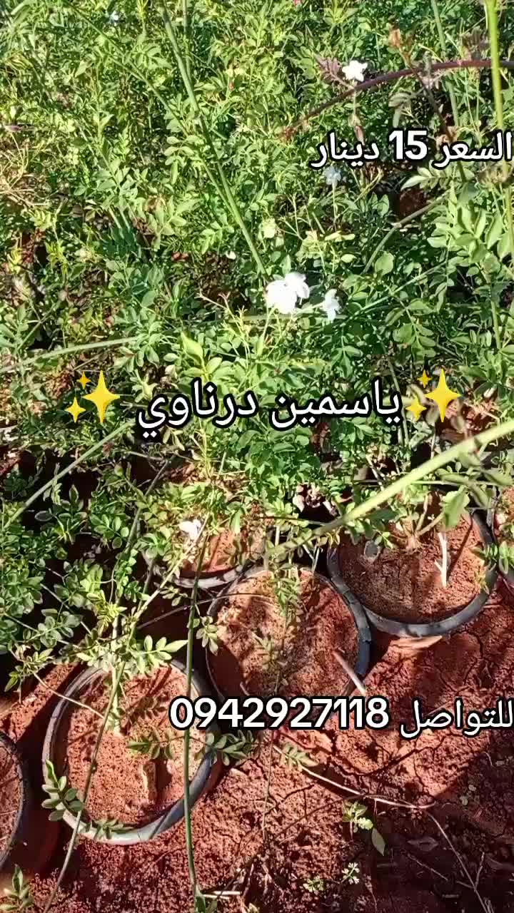 @مشتل الرحمن
