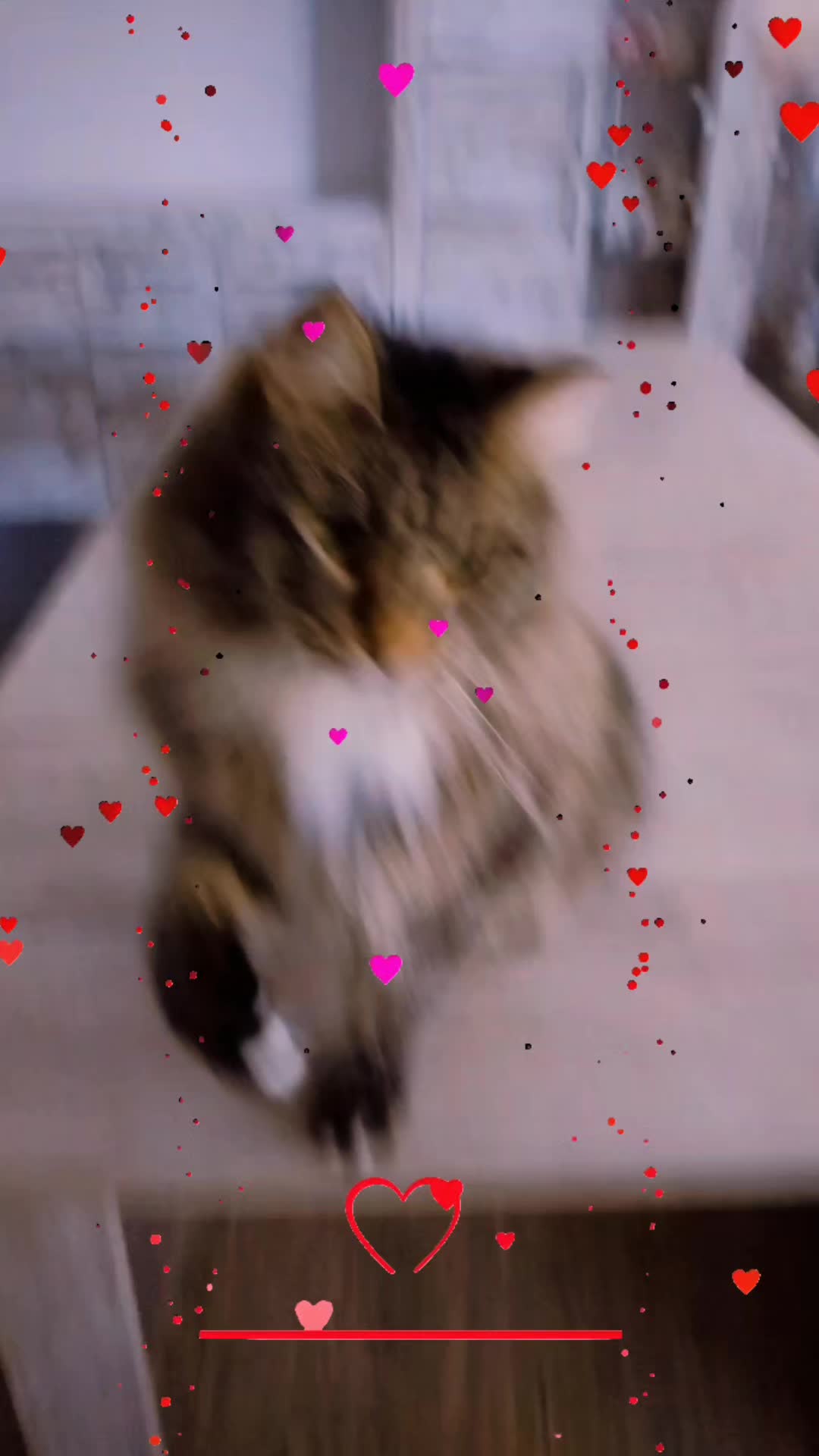 @Lucky Cats
