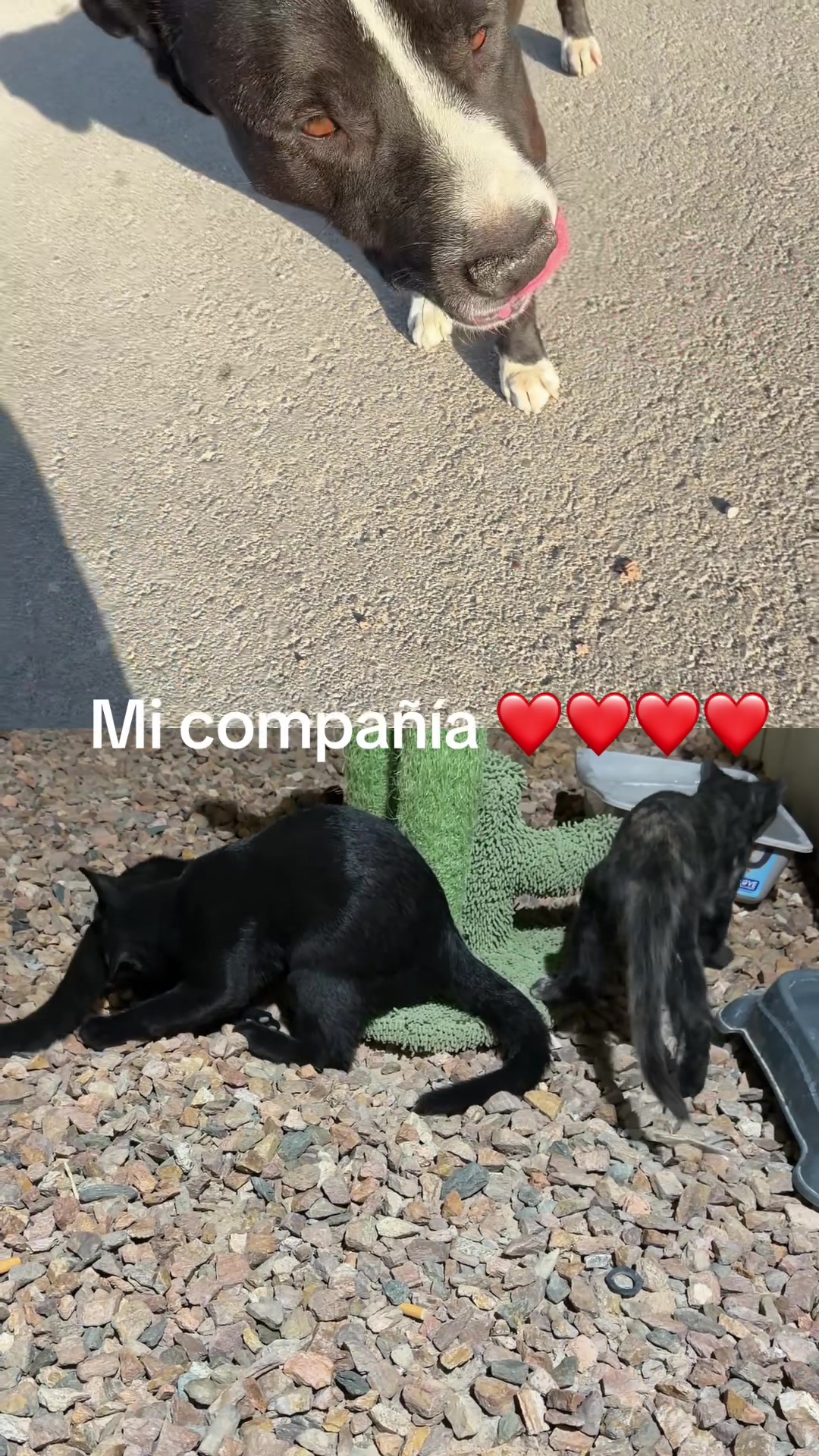 @Silvia Acevedo