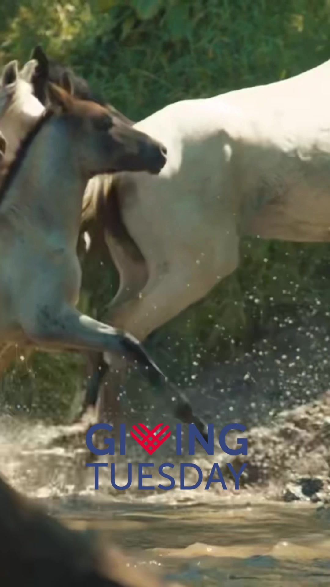 @RewildingAmericaNow