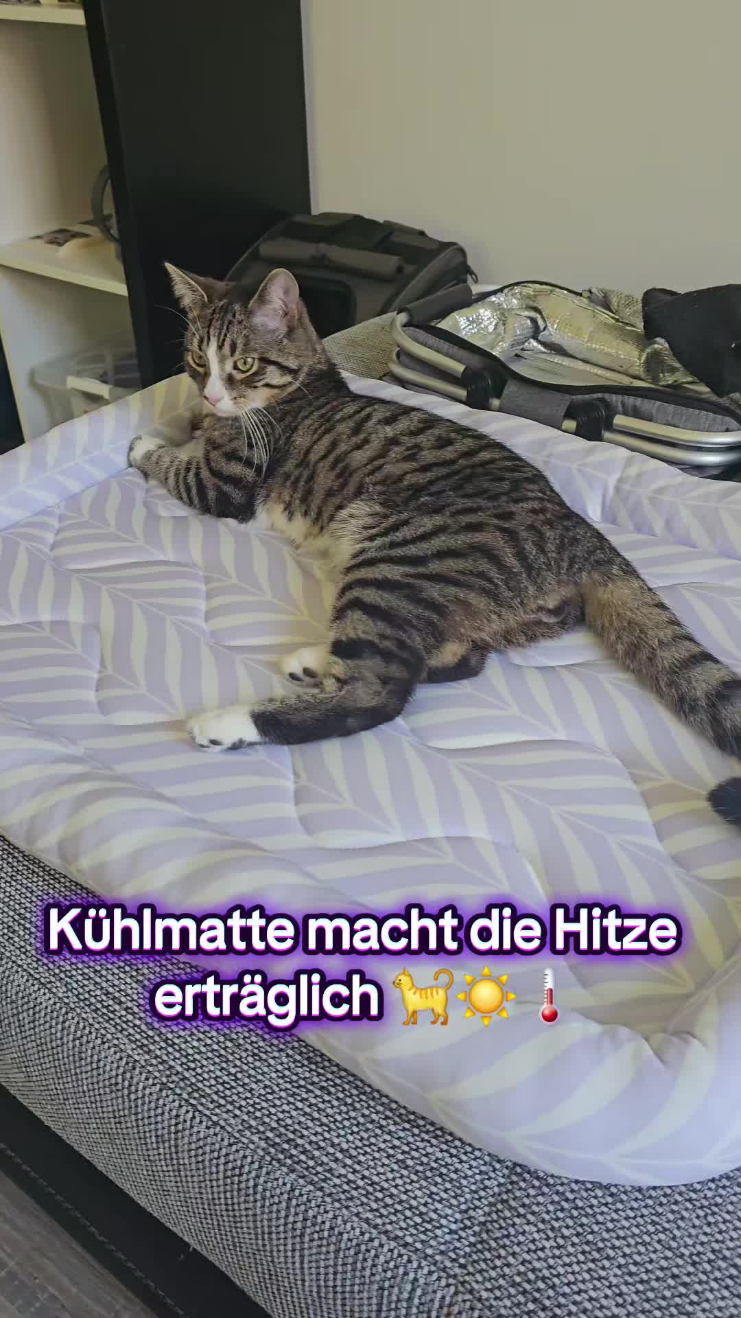 @Ludwig