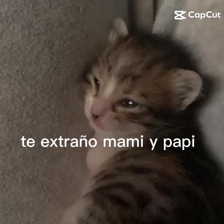 @Anaya lucia Pech