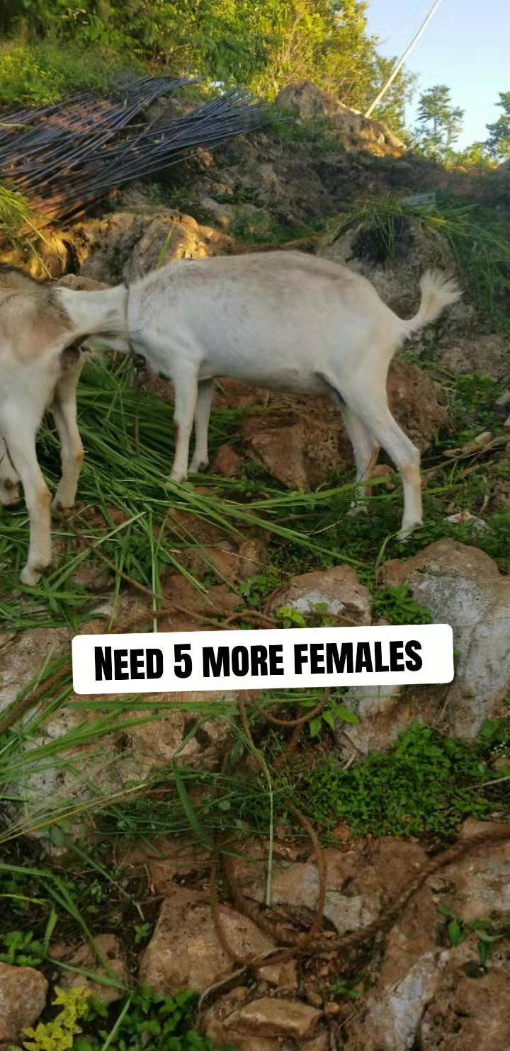 @Goat Ranch