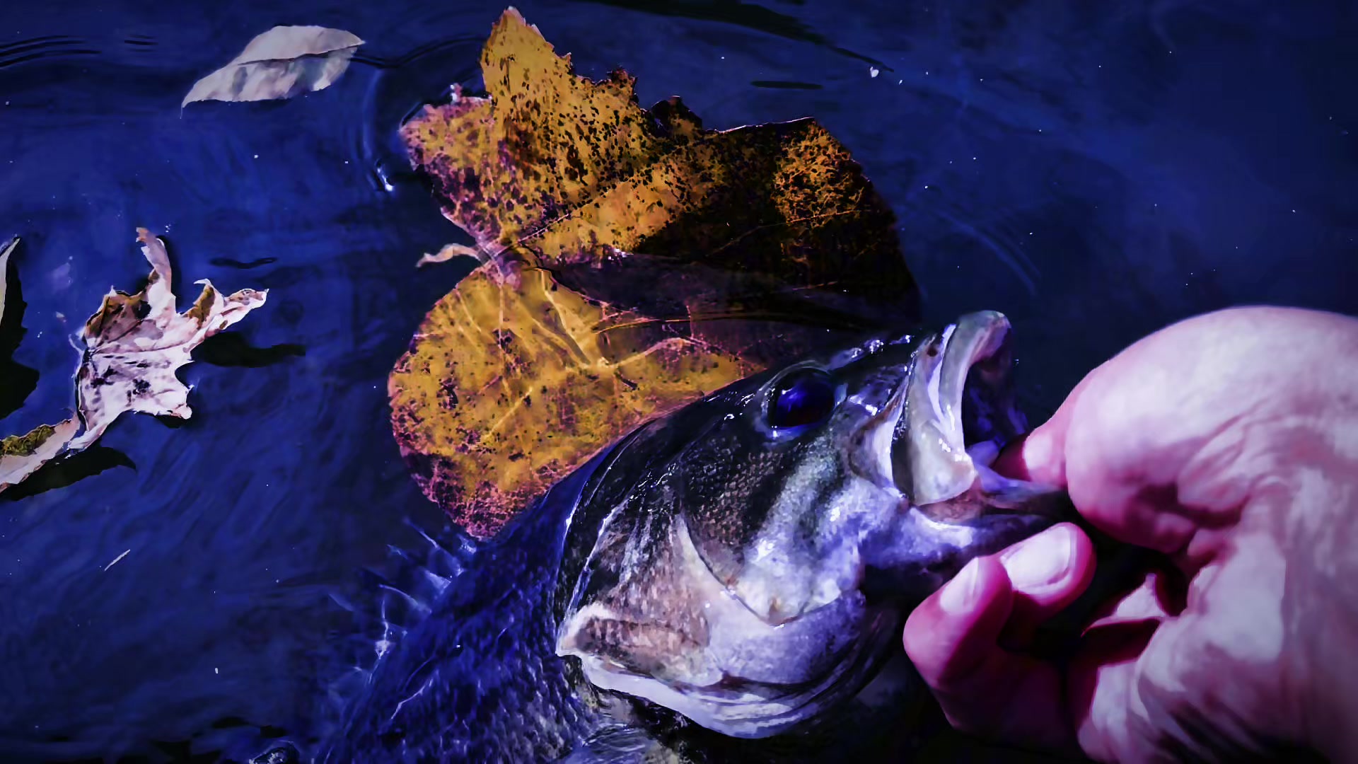 @Bassin Baskie