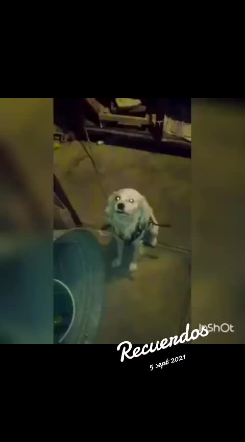 @luiselpollo95