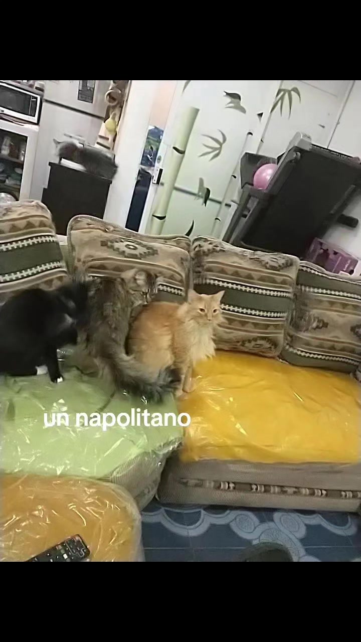 @petuchis