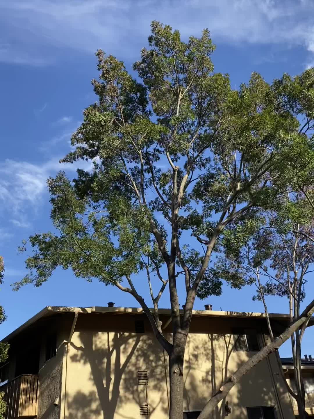 @Leonel Cortez
