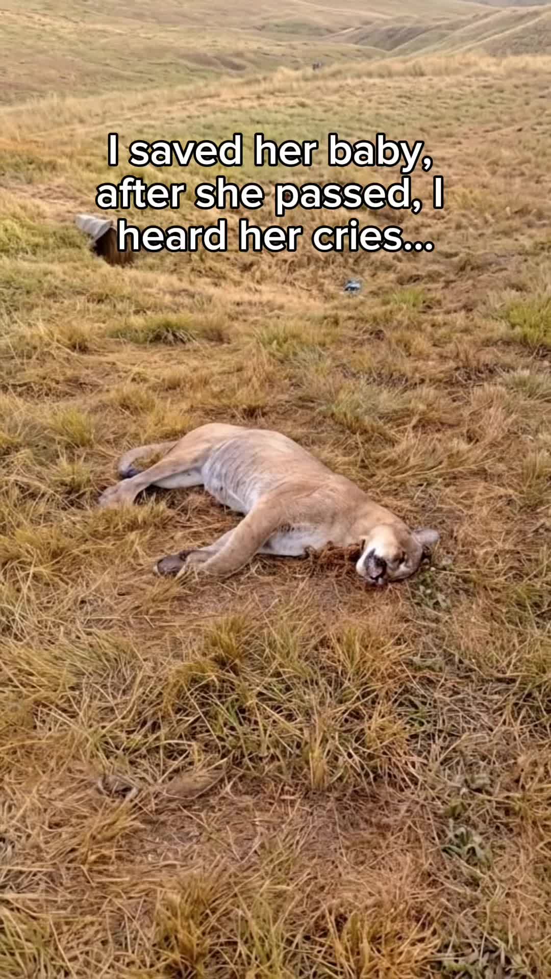 @StoriezTold 🐶