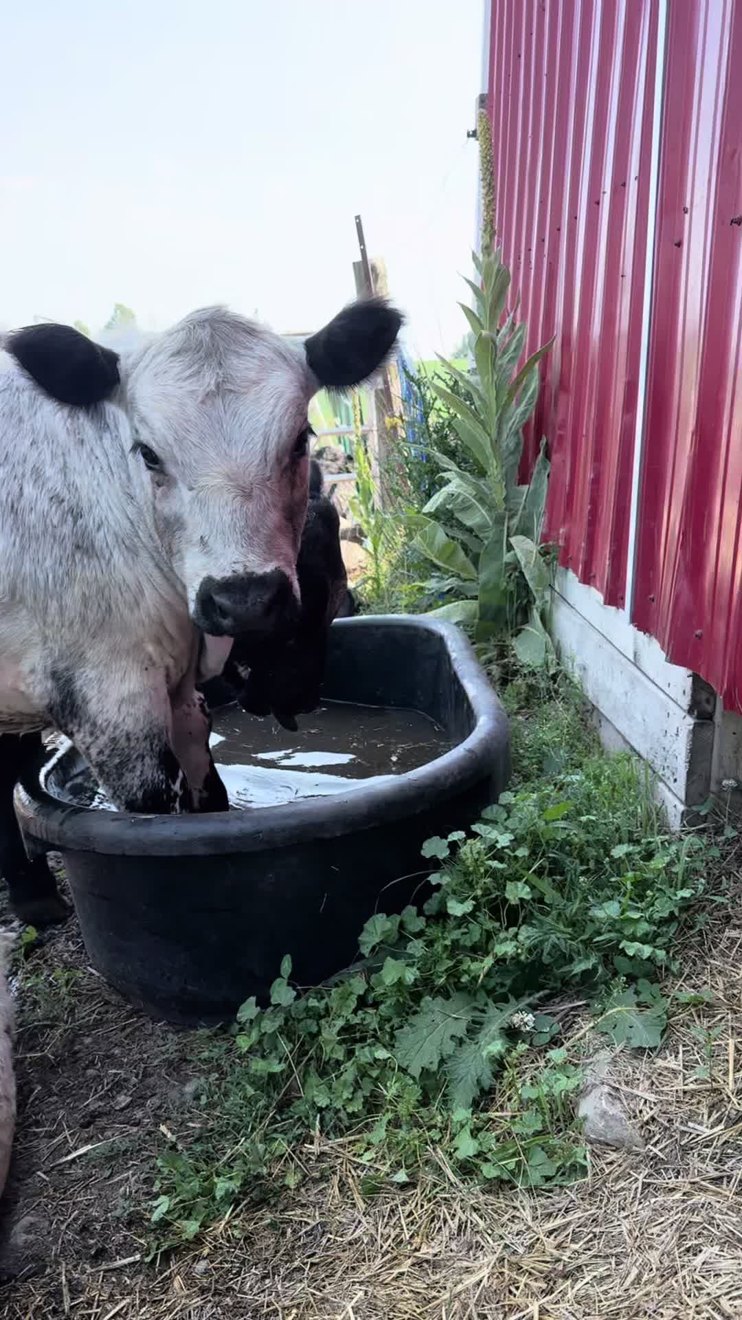 @Speckle Park Cattle 🇨🇦