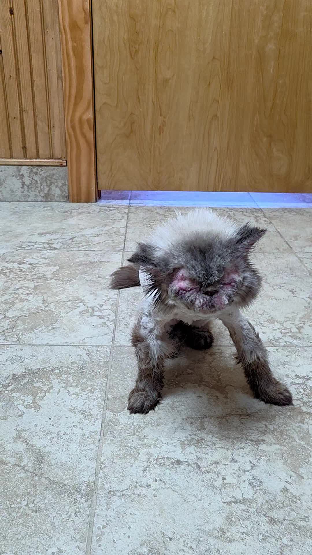 @South Texas Persian Rescue