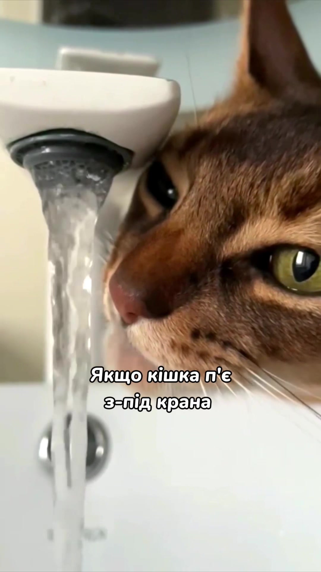 @Місс КІСЯ