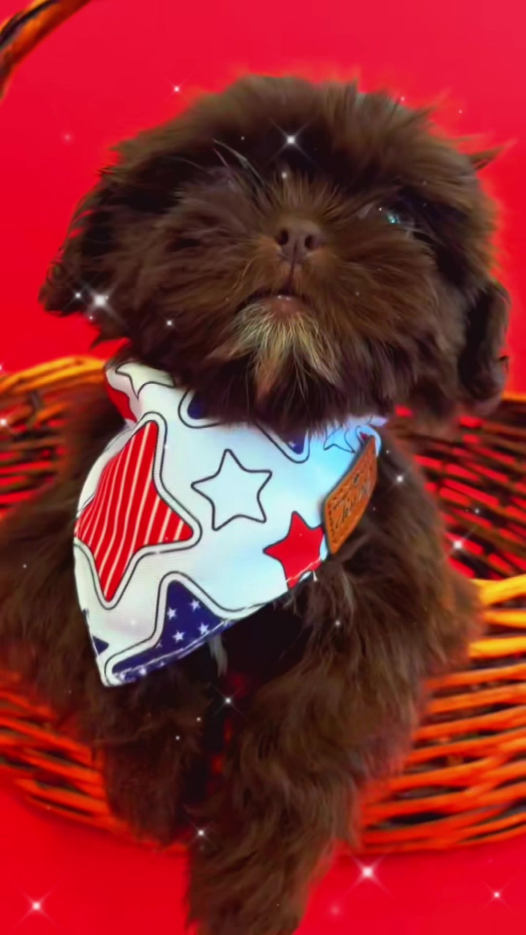 @SHIHTZU SOIRÉE