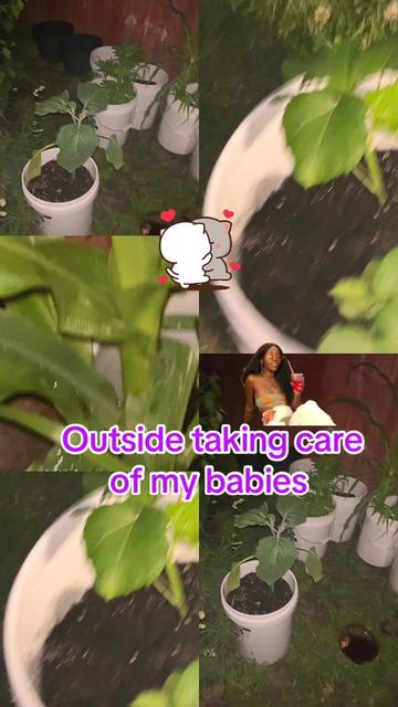 @Butterfly Gawdess Shop, LLC.