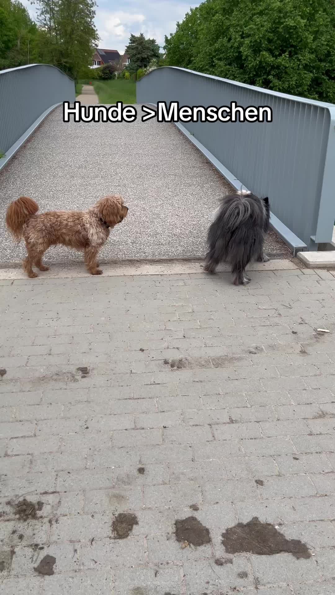 @DogMilow