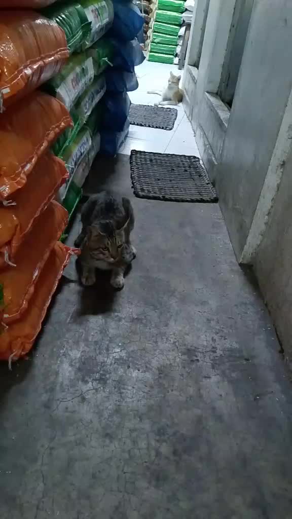 @sny meow🐈