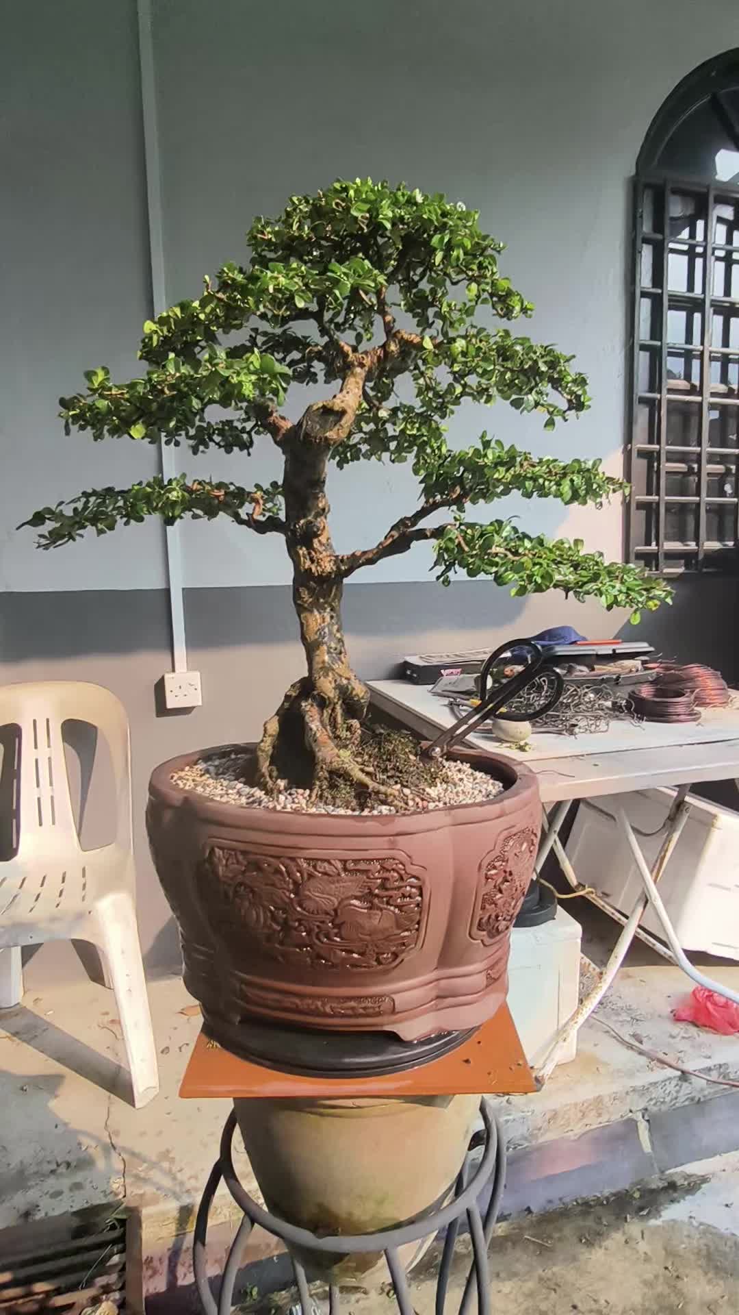@ONE BONSAI JB