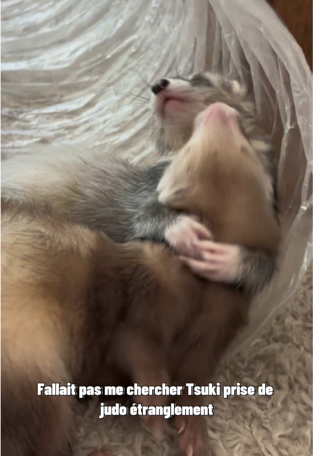 @Tsuki et Toka