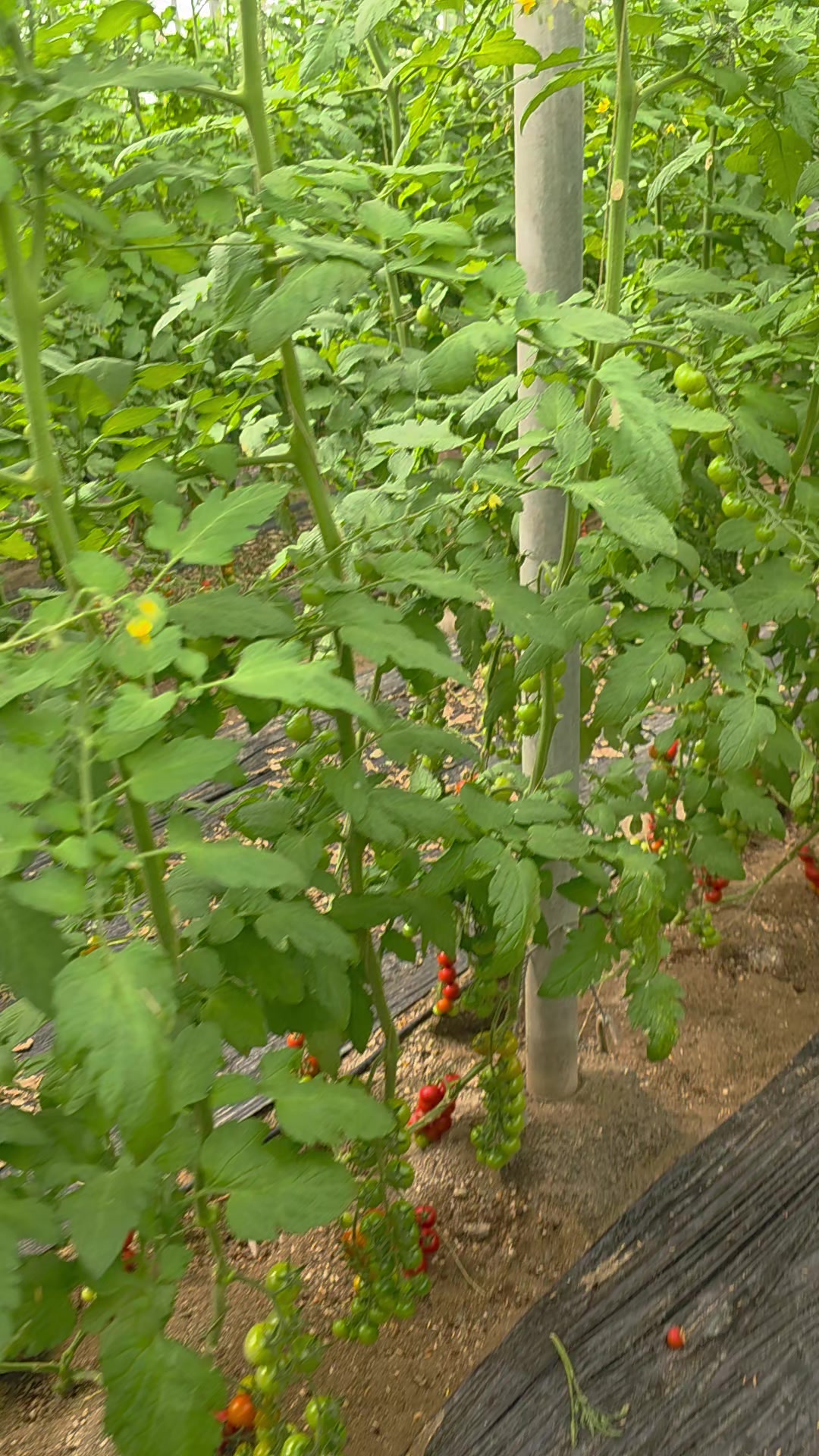 @El Extensionista del Agro