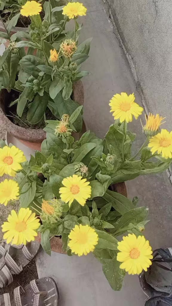@Renjuchaudhary