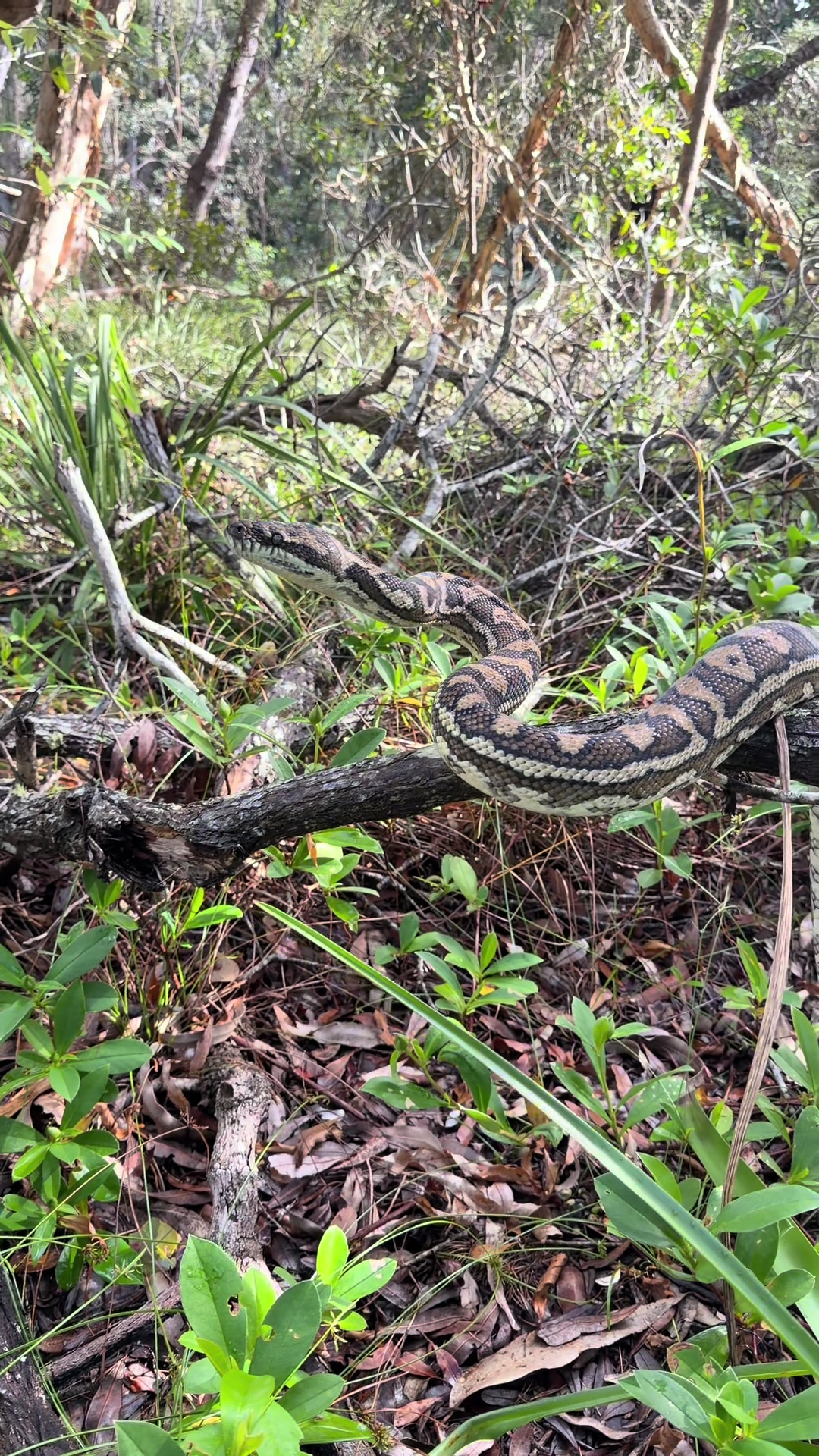 @Snake Catcher Dan