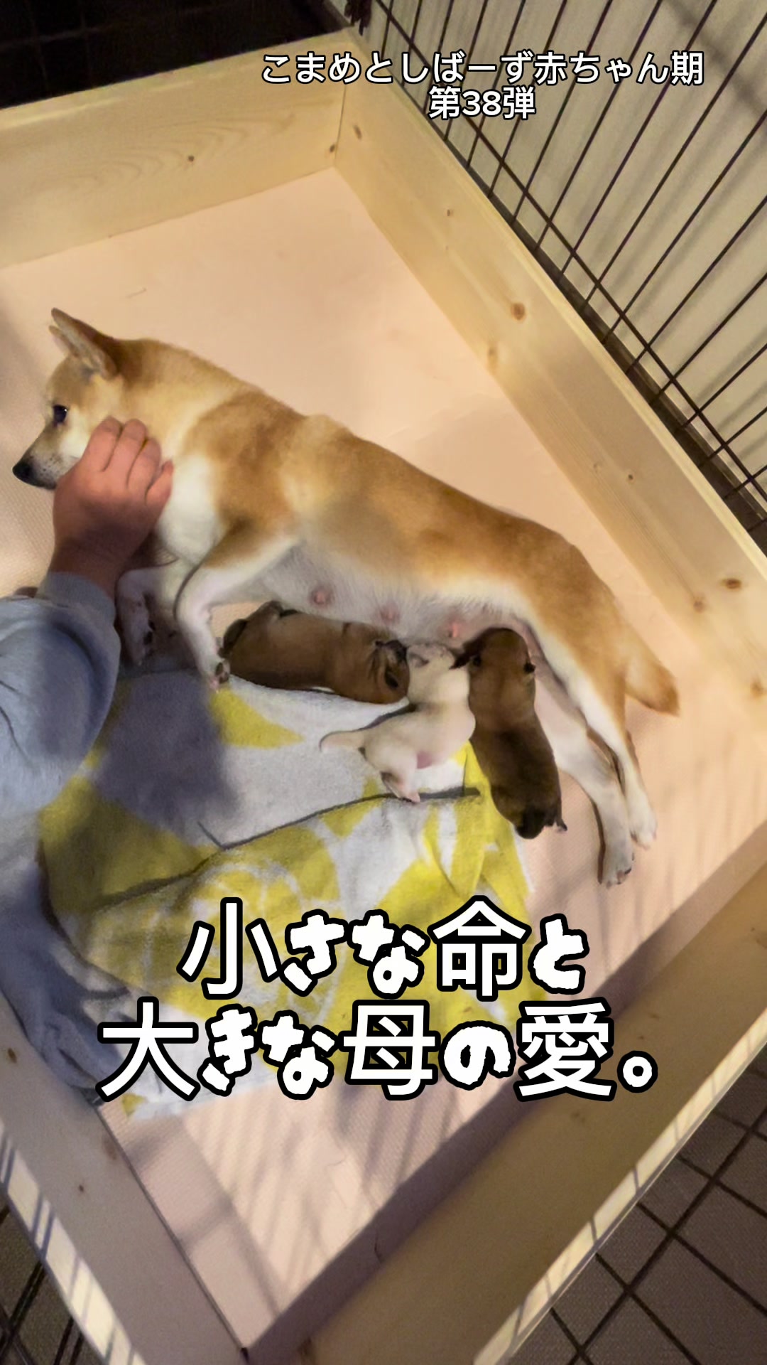 @こまめとしばーず🐾