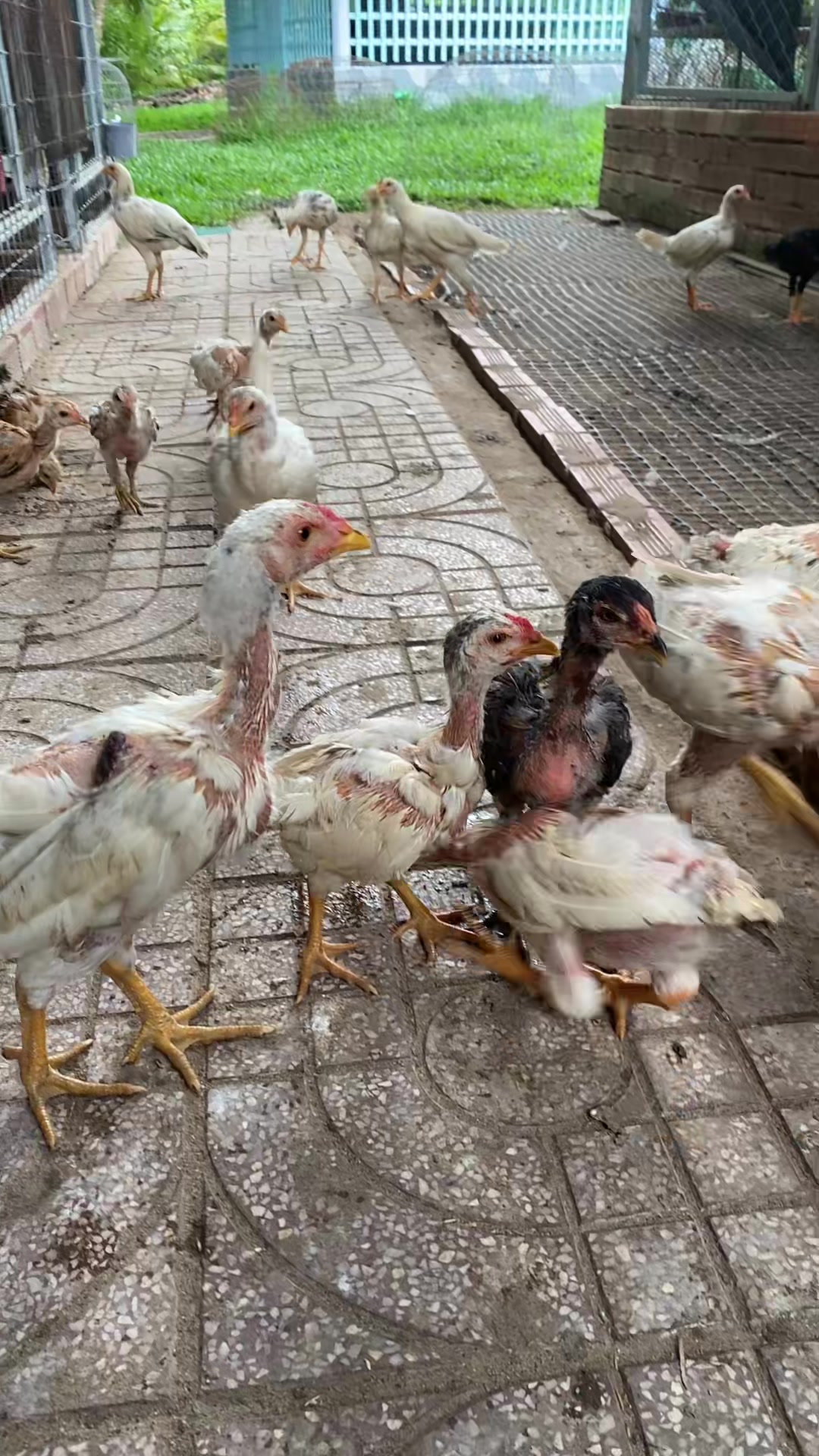 @Thuốc g&agrave; Vĩnh Long