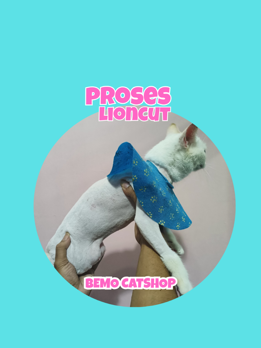 @Bemo Catshop