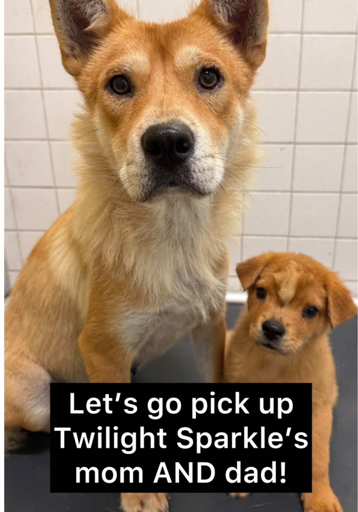 @whitneysdogs
