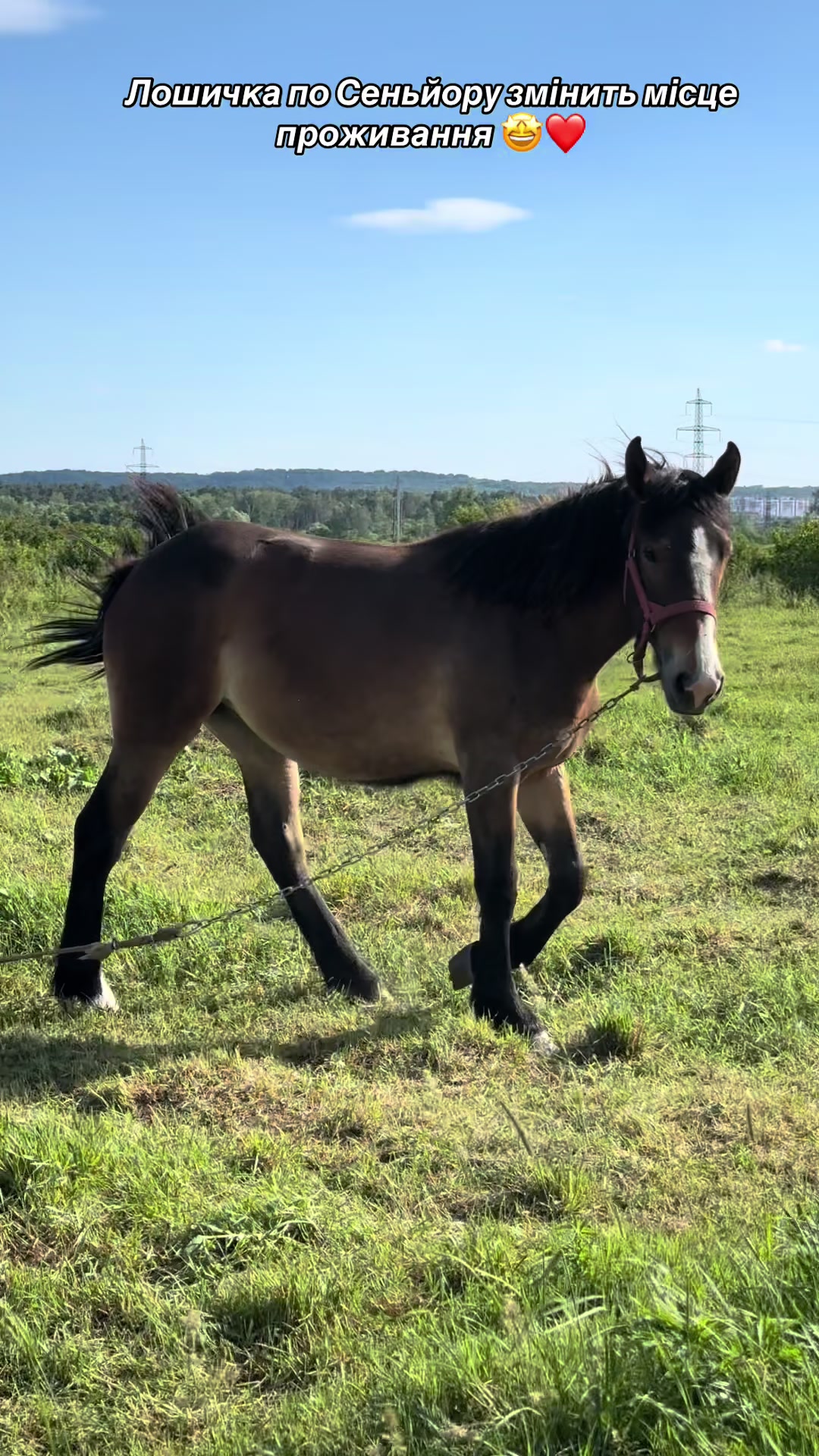 @_horses_farm_syrosh_