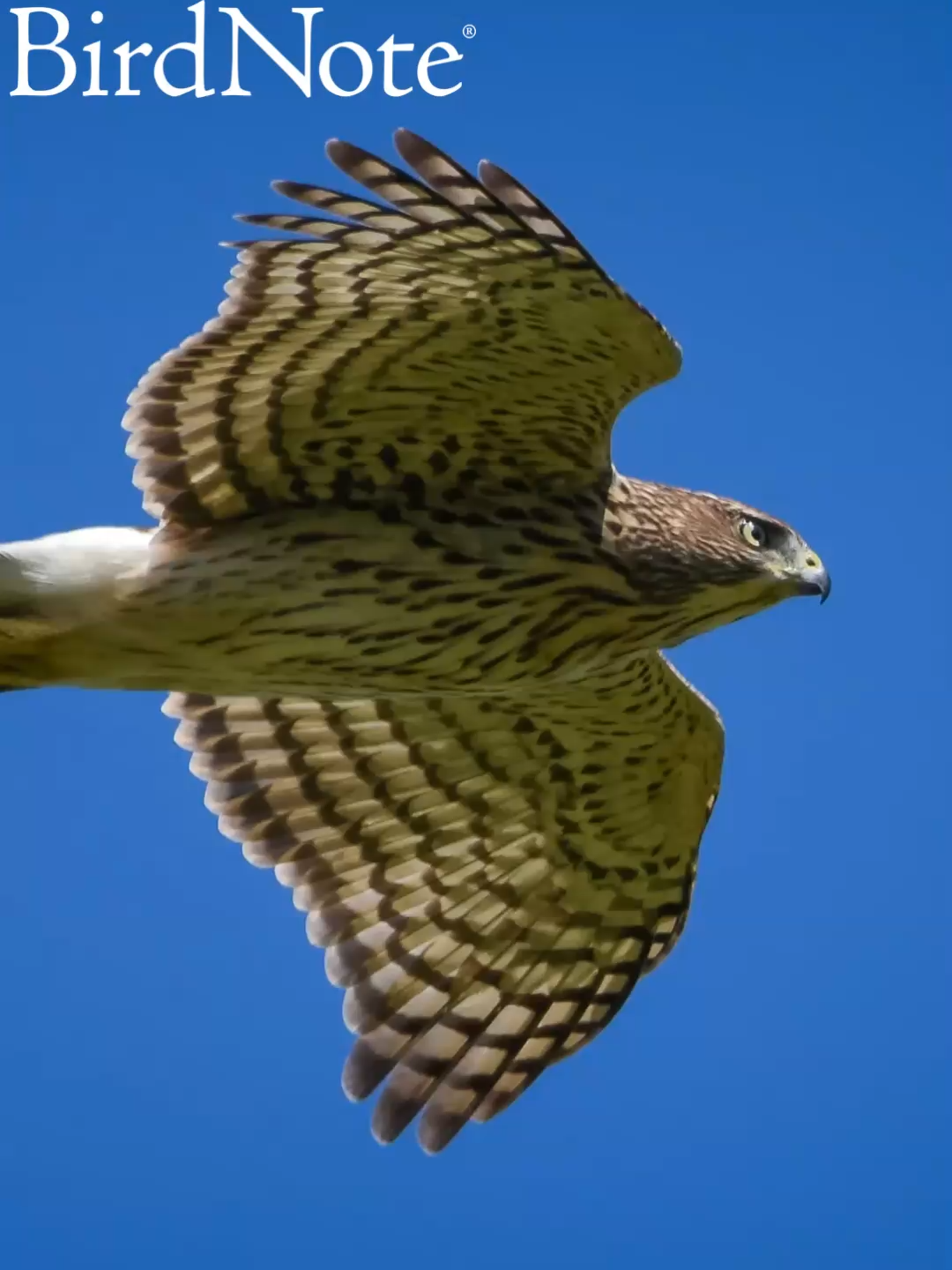 @BirdNote