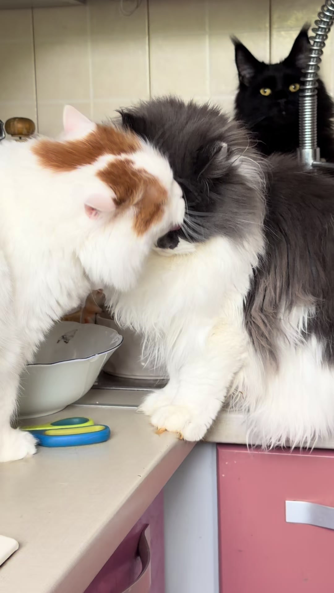 @PARAKENTOS*UA Maine coon