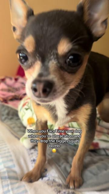 @Ana 💛 | Brick•Ethel•Lady 🐾