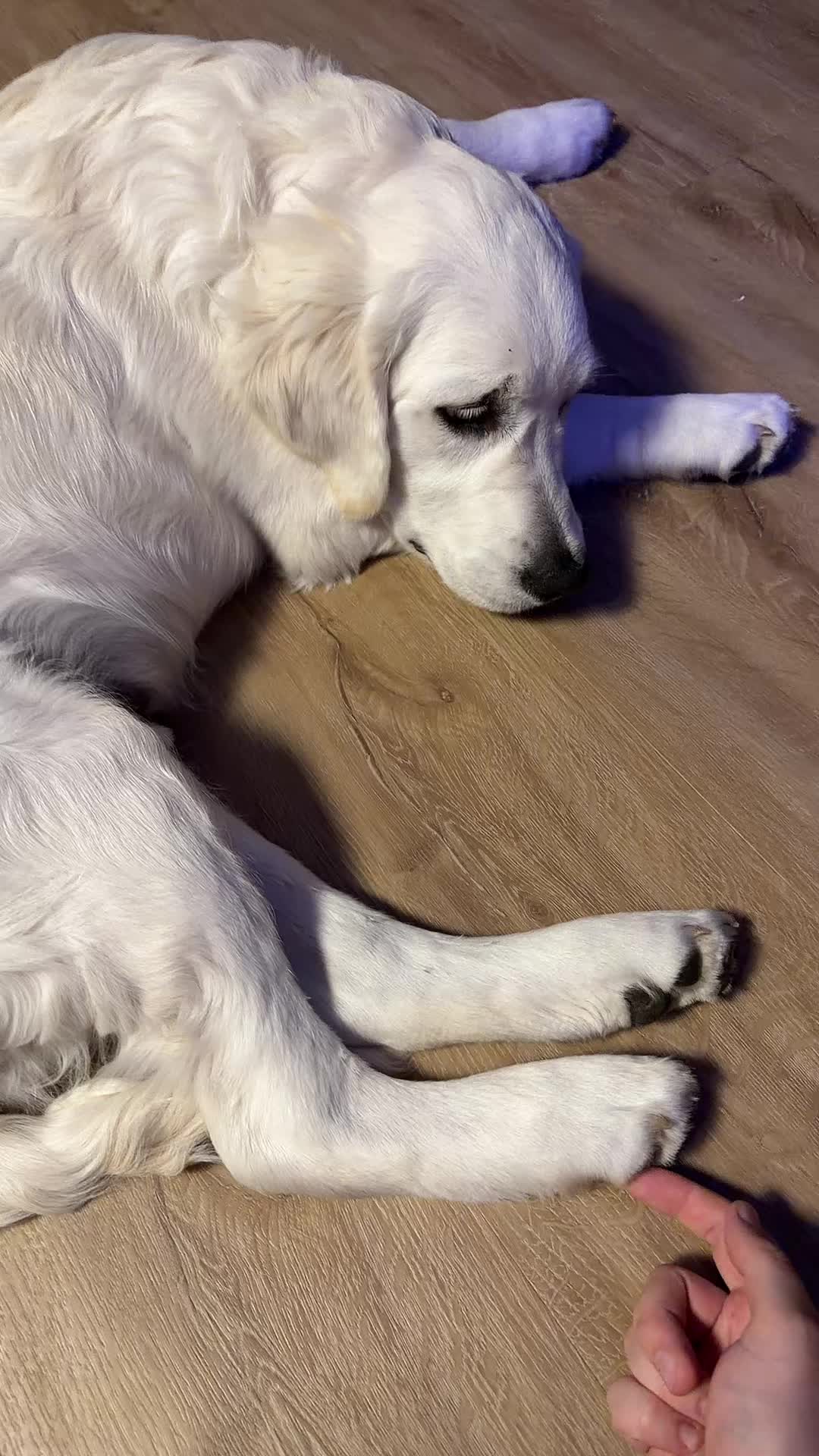 @Hiro 🐶