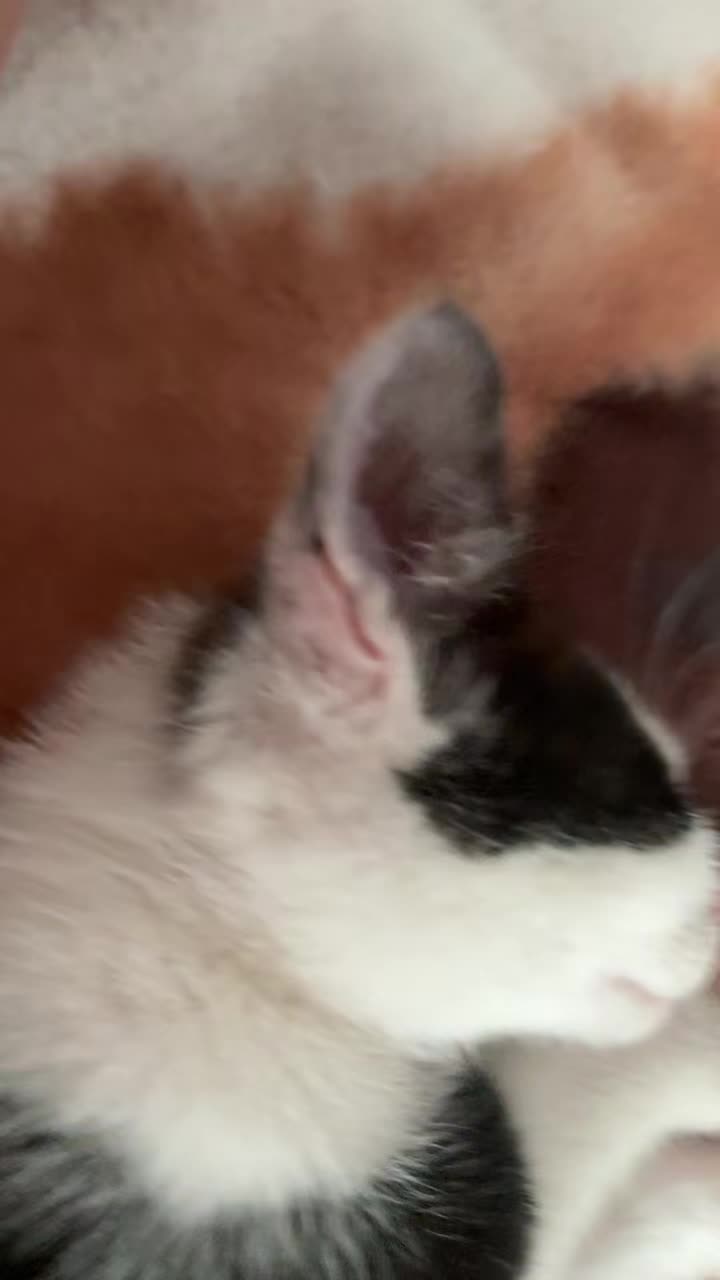 @🖤🤍Oreo_rants🖤🤍