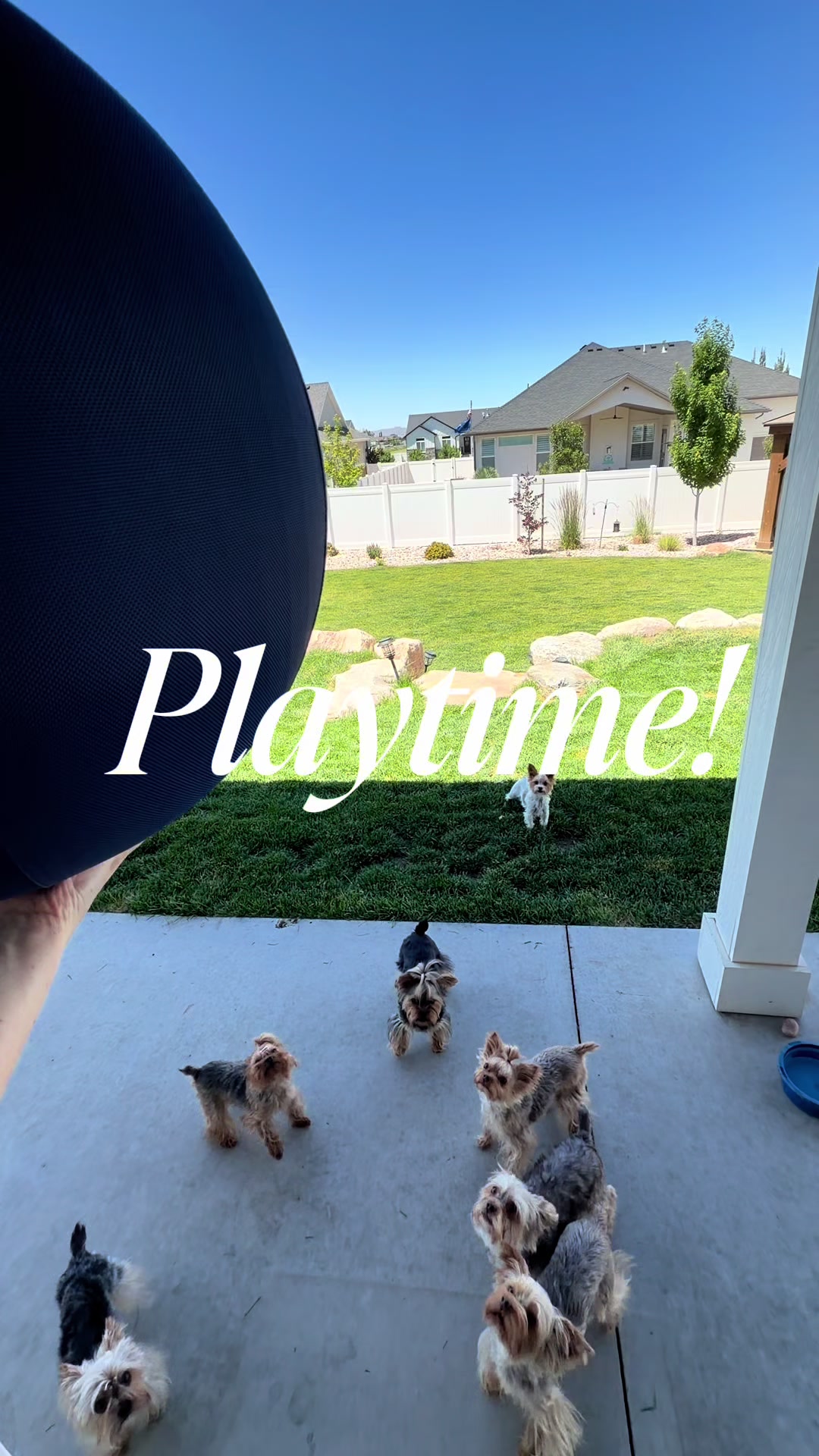 @The Utah Yorkies