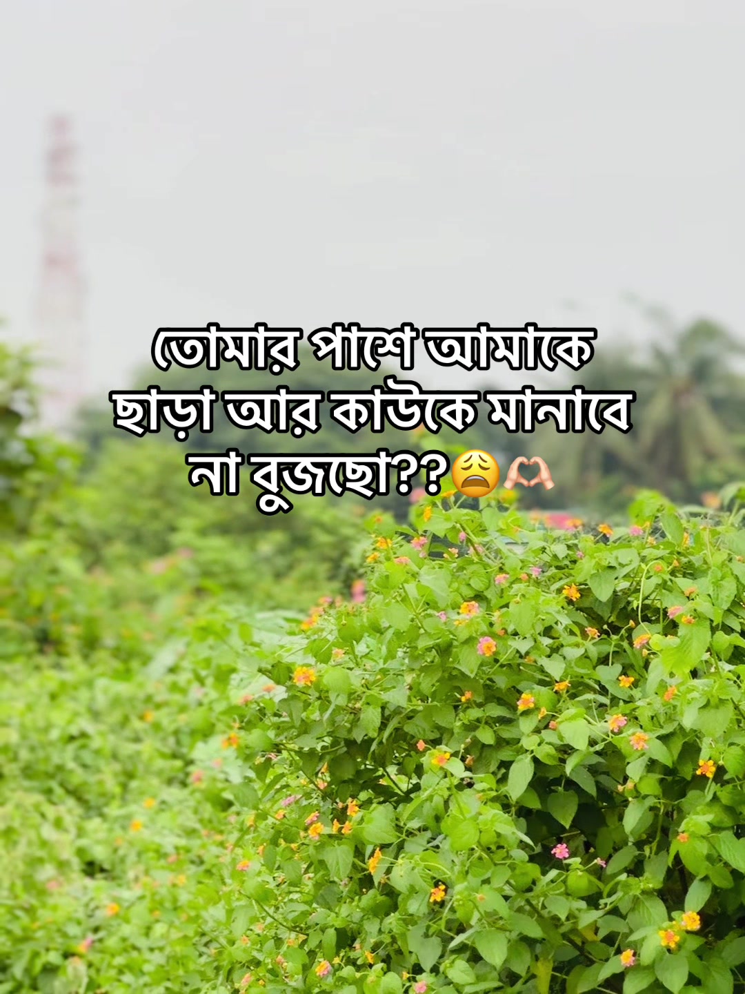 @টিক-টিকি