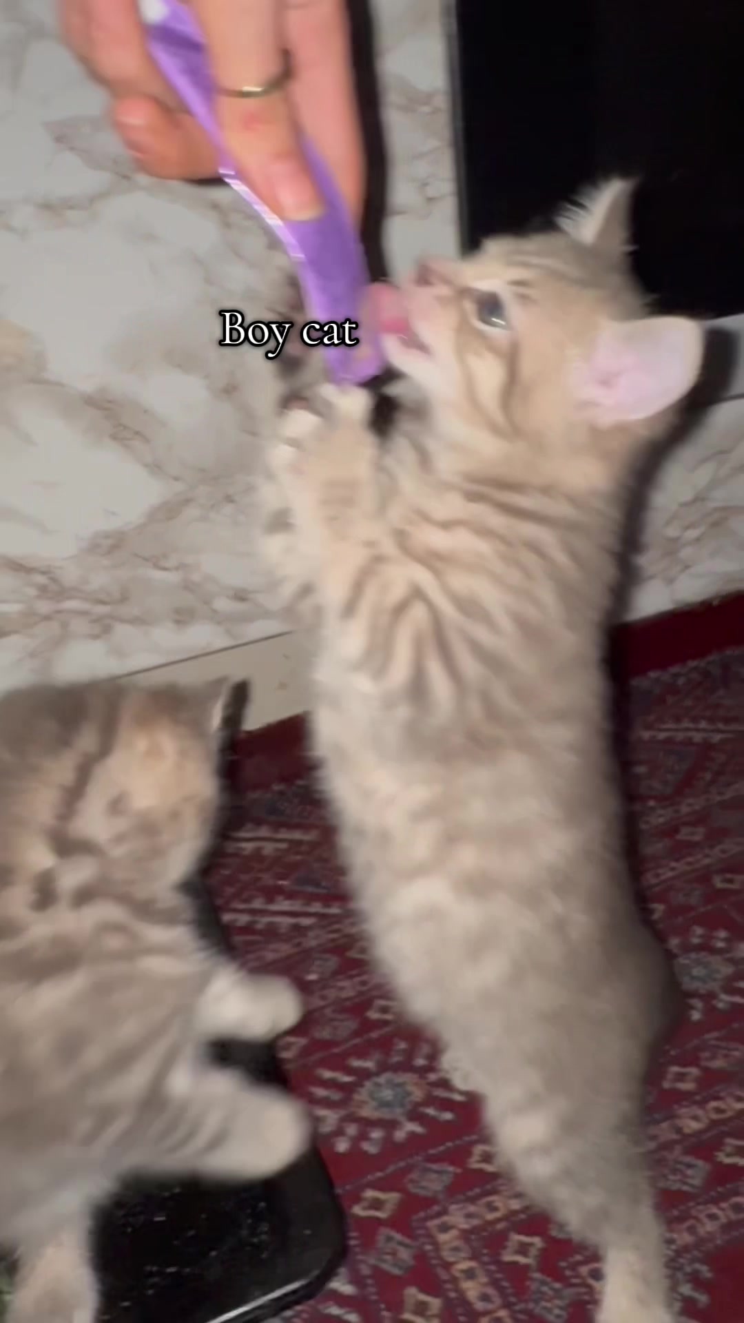 @katze