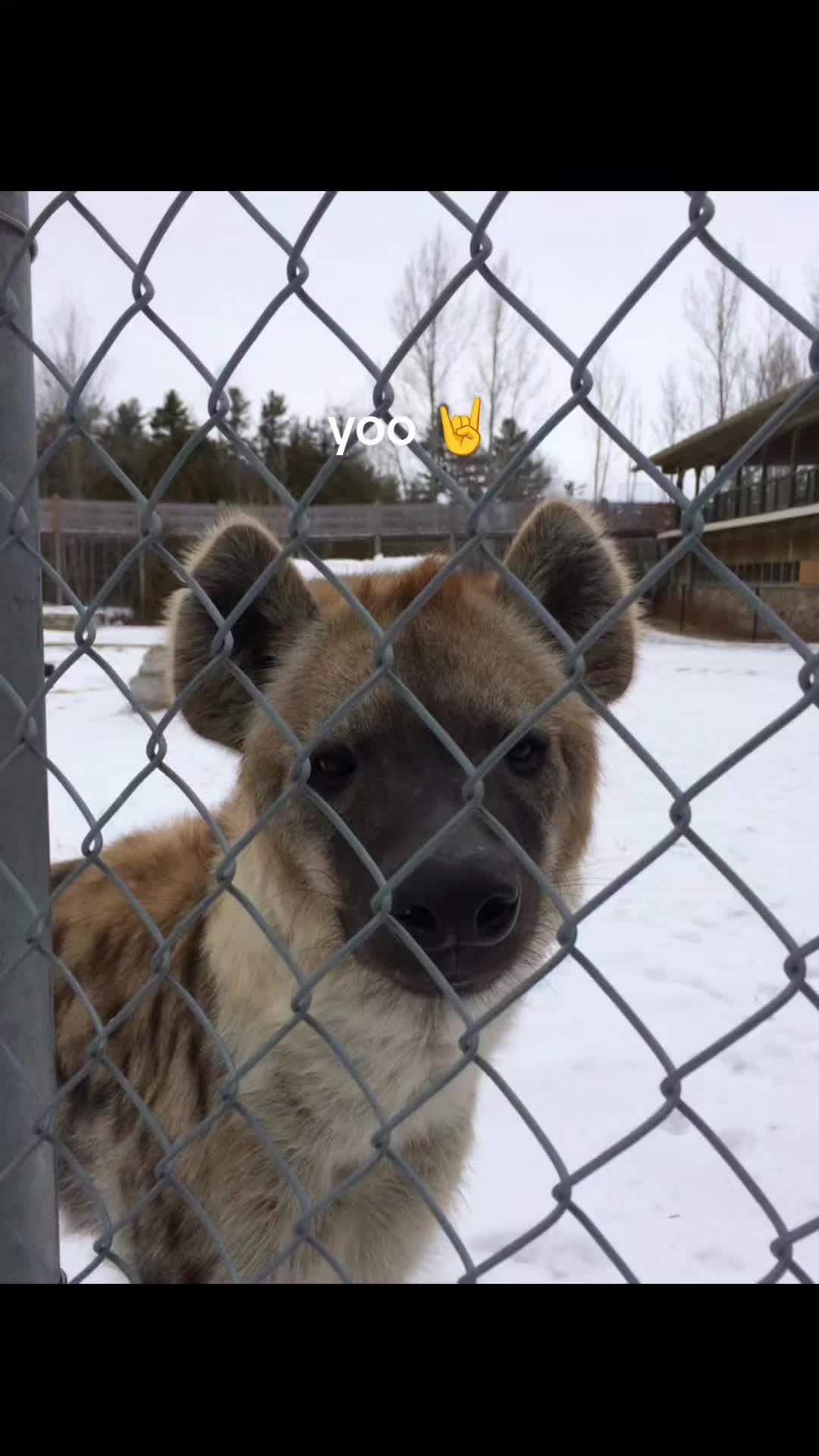 @AbrahamTheHyena✝️