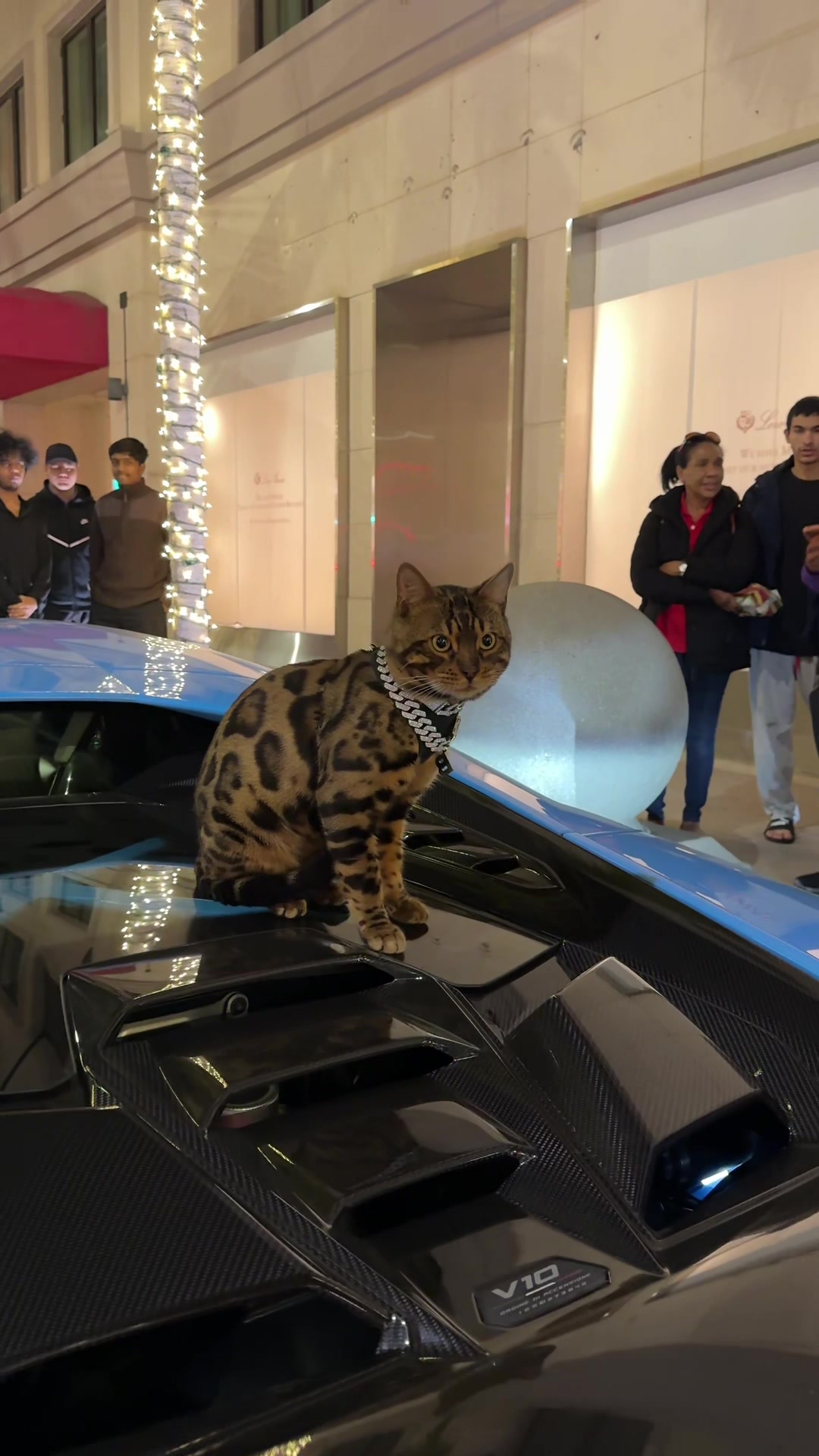 @Bengal Cats