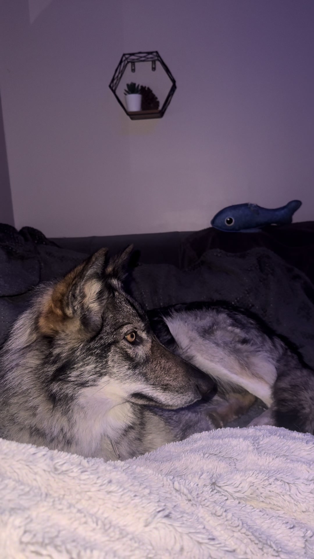 @Real_ArcaneWolfdog