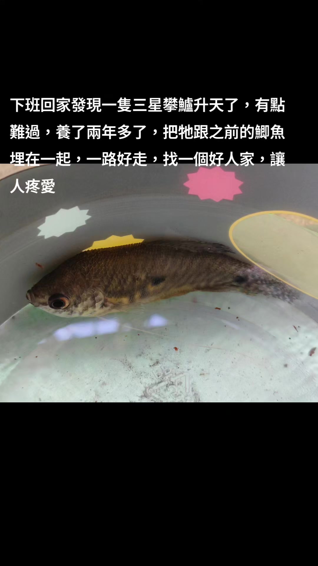 @好運蓮蓮