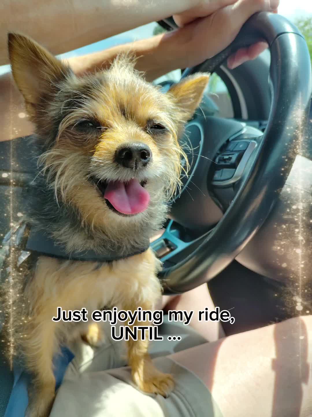 @Miley Jo the Chorkie