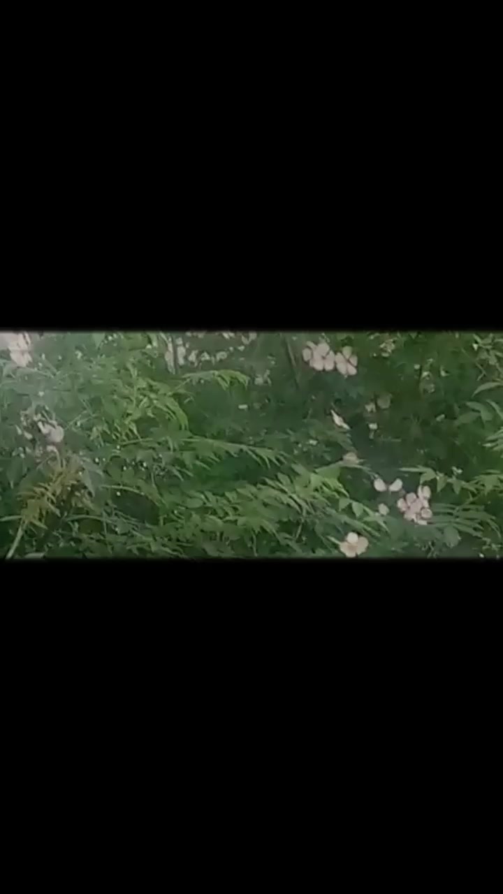@mughlan di kuri